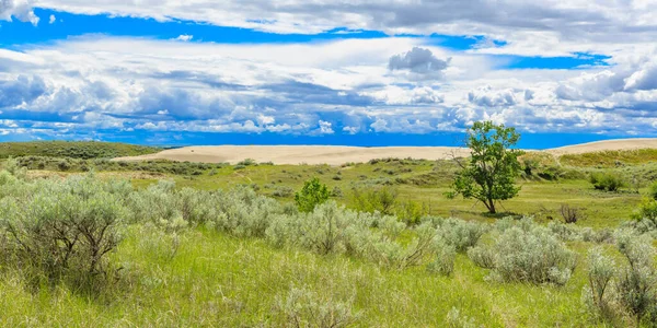 Great Sandhills Innehåller Största Uppsättningarna Aktiva Sanddyner Kanada Sanddynerna Kantade — Stockfoto