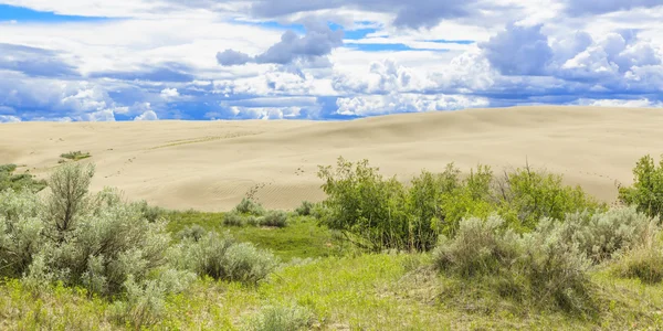 Die Great Sandhills Beherbergen Eine Der Größten Aktiven Sanddünen Kanadas — Stockfoto