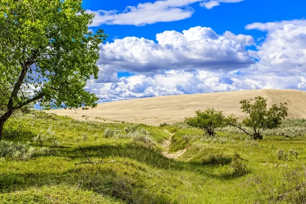 Great Sandhills Contain One Largest Set Active Sand Dunes Canada — Stock Photo, Image