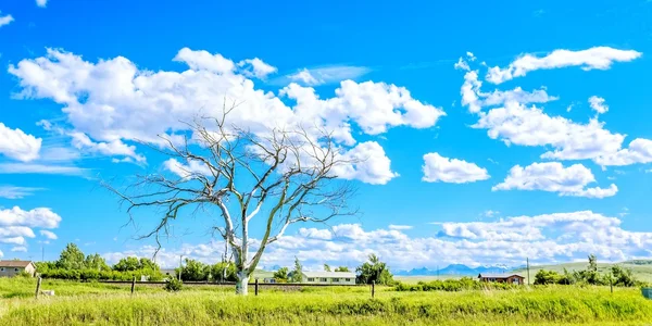 Een Oude Boom Zonder Bladeren Aan Rand Van Stad Een — Stockfoto