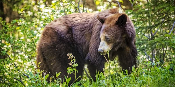 Samice Medvědice Jedí Lese Pěkného Letního Dne — Stock fotografie