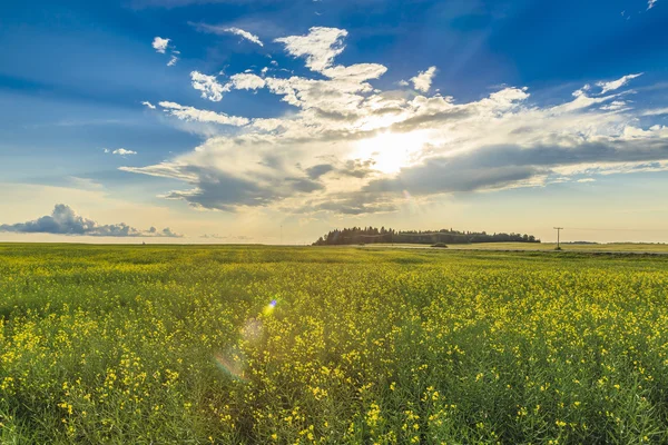 Solen Går Ner Över Gula Blommorna Ett Moget Rapsfält — Stockfoto