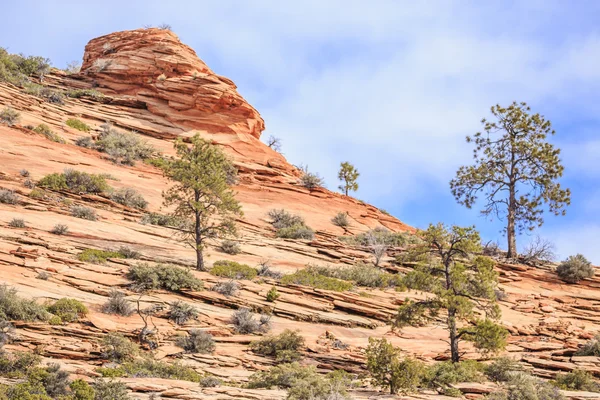 Árbol en el acantilado — Foto de Stock