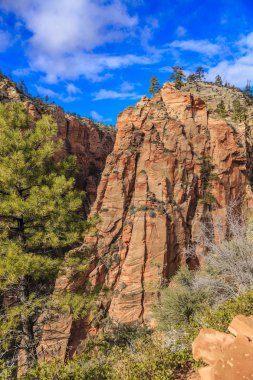 Bir ağaç dik kayalıklarla, Zion National Park, Utah, ABD kenarına büyür.