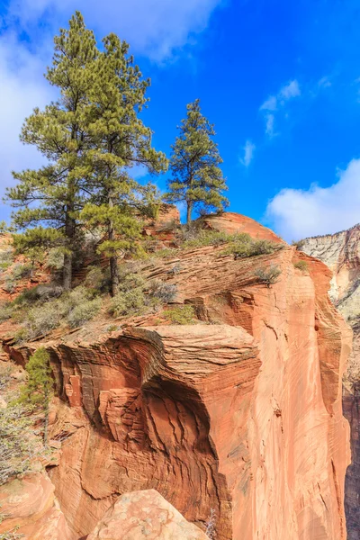 一棵树生长在美国犹他州锡安国家公园的陡峭悬崖的边缘 — 图库照片