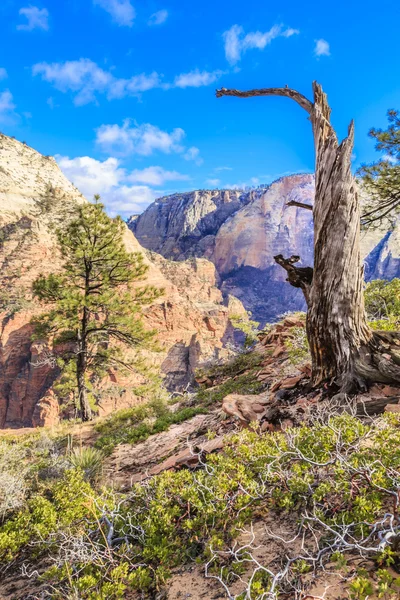 Uma Árvore Cresce Borda Das Falésias Íngremes Parque Nacional Zion — Fotografia de Stock