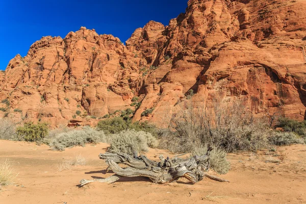 Snow Canyon State Park State Park Utah Usa Featuring Canyon — Stock Photo, Image