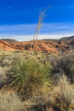 Snow Canyon State Park, ABD 'nin Utah kentinde bulunan ve kırmızı ve beyaz Navajo kumtaşlarından oyulmuş bir kanyon. Park Washington 'da Ivins, Utah ve St. George yakınlarında yer almaktadır..