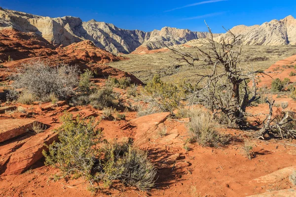 Snow Canyon State Park Parque Estadual Utah Eua Com Cânion — Fotografia de Stock