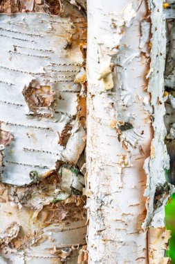The bark of a tree is peeled off, revealing the wood underneath. The bark is white and has a rough texture
