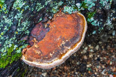 Large brown mushroom is growing on a tree. The mushroom is surrounded by moss and has a fuzzy texture