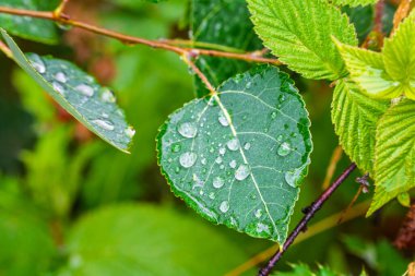 Leaf is covered in raindrops, giving it a fresh and vibrant appearance. The droplets on the leaf reflect the sunlight, creating a beautiful and serene atmosphere