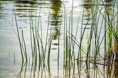 Bir grup yeşil bitki suda yüzüyor. Su sakin ve hareketsiz. Bitkiler uzun ve uzun sapları var.