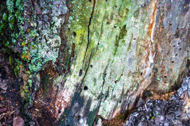 Yeşil yosun ve kahverengi benekli ağaç gövdesi. Kabuk soyuluyor ve içinde delikler var.