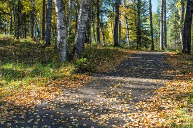 Yerde yapraklar olan bir ormanın içinden geçen yol. Yapraklar sarı ve kahverengidir. Yol çakıldan yapılmıştır.