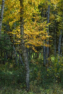 Sarı yapraklı ağaç bir ormandadır. Yapraklar parlak ve ağaç uzun.
