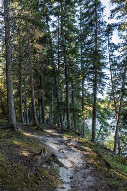 Arka planda ağaçlar olan orman yolu. Yol çamurla kaplı ve yakınlarda küçük bir dere var.