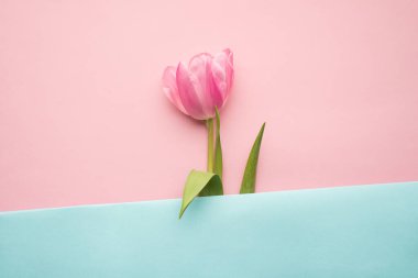 Yukarıda düz bir üst görünüm yeşil buharlı tek pembe renkli lale ve pastel tonda pembe ve mavi arkaplan masasında yatan yapraklar.