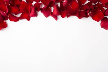 Beyaz arka planda izole edilmiş gül ve taç yapraklarının fotoğrafı