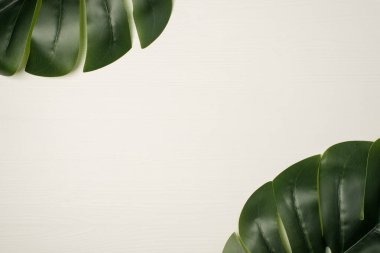 Telif alanı olan tahta beyaz arka planda köşelerde iki yeşil palmiye yaprağının üst görünümü
