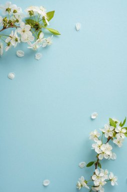 Beyaz çiçeklerin ve yeşil yaprakların durgun dikey bileşimi mavi bir zemin boyunca bahar ve Paskalya sıcağını çağrıştırıyor.