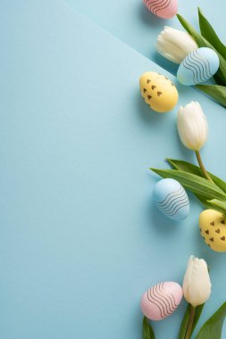 Yumuşak pastel Paskalya dikey yumurtaları mavi bir zemin üzerinde beyaz lalelerle eşleştirilir. Mutlu bir Paskalya ilkbaharı selamlaması ve mevsimsel dekorasyon için.