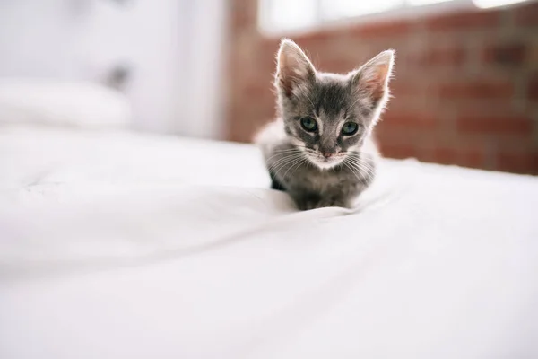 Linda Bonito Peludo Cinza Pequeno Gatinho Jogando Cama Dia Ensolarado — Fotografia de Stock