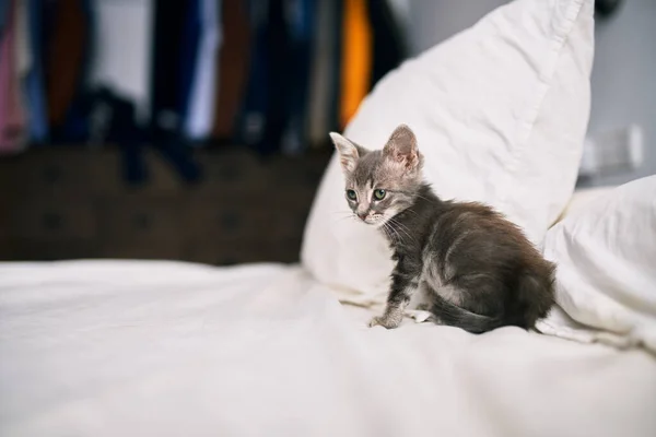 Vacker Och Söt Lurvig Grå Liten Katt Leker Sängen Solig — Stockfoto