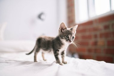 Güzel ve sevimli tüylü gri küçük kedicik güneşli bir günde yatakta oynuyor.