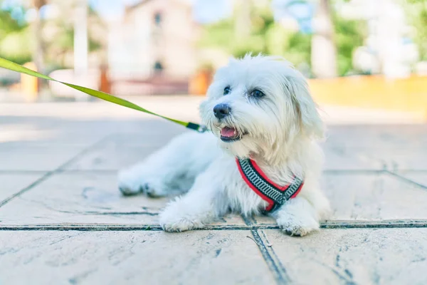 Bedårande Vit Hund Gatan Staden — Stockfoto