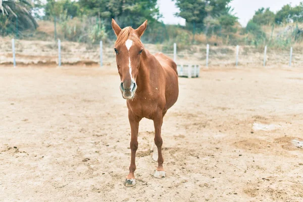 농장에 스러운 — 스톡 사진