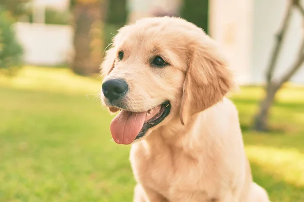 Vacker Och Söt Golden Retriever Valp Hund Har Kul Parken — Stockfoto
