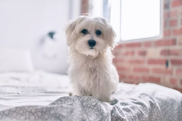 Adorable white dog at bed.