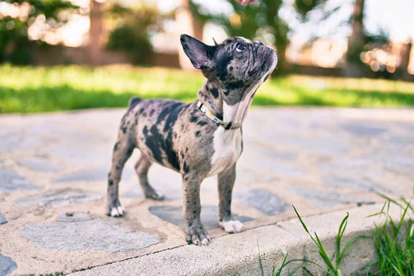 美しい子犬は屋外の公園で幸せなフランスのブルドッグを見つけました — ストック写真