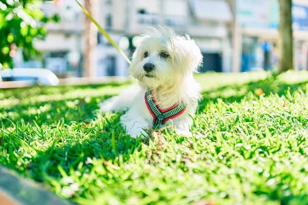 Adorable Perro Blanco Parque —  Fotos de Stock