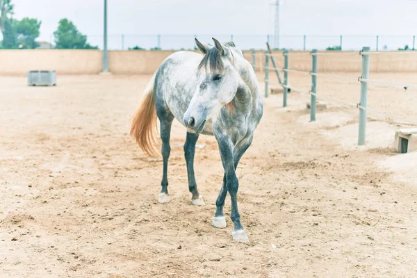 Caballo Adorable Granja — Foto de Stock