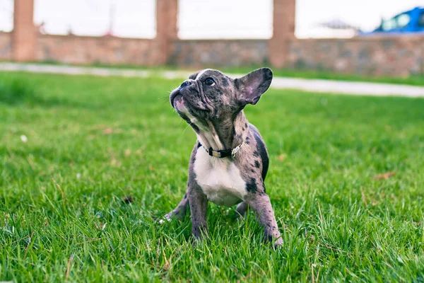Vacker Valp Fläckig Fransk Bulldogg Glad Parken Utomhus — Stockfoto