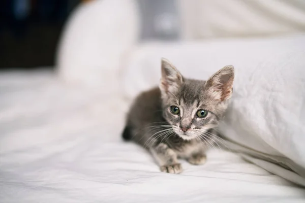 美しいとかわいい毛皮のような灰色の小さな猫は晴れた日にベッドで遊んでいます — ストック写真