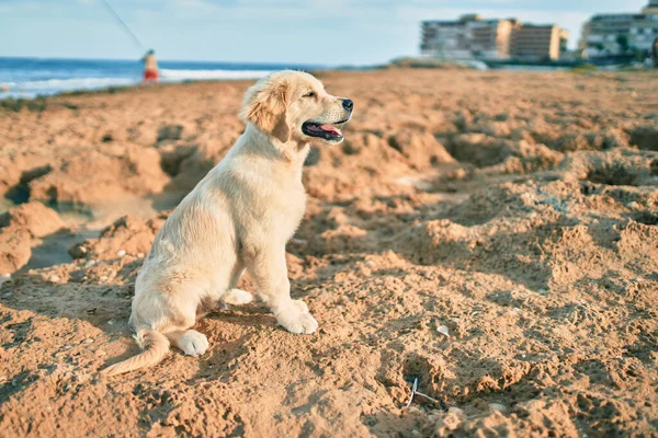 美丽可爱的金发碧眼的小狗坐在金黄色的沙滩上玩乐 美丽的拉布拉多纯种在海岸上 — 图库照片