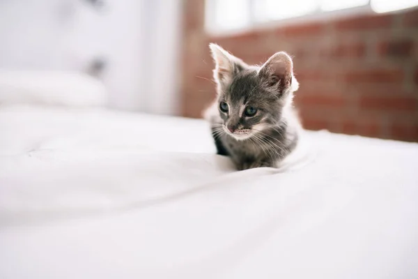 Krásné Roztomilé Chlupaté Šedé Malé Kočička Hrát Posteli Slunečný Den — Stock fotografie