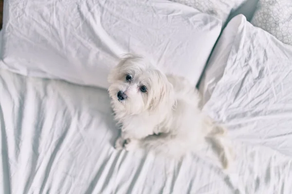 可爱的白狗在床上 — 图库照片