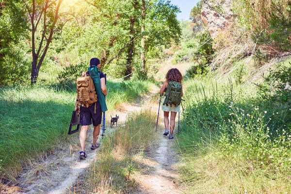 一对年轻貌美的背影远足者背着背包在森林里用手杖徒步旅行 — 图库照片