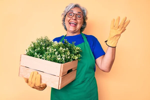 Senior Ισπανίδα Γυναίκα Φορώντας Ποδιά Κηπουρού Και Γάντια Κρατώντας Φυτό — Φωτογραφία Αρχείου