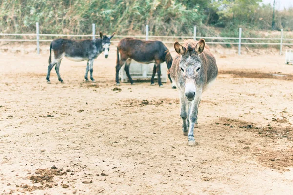 당나귀 농장을 — 스톡 사진