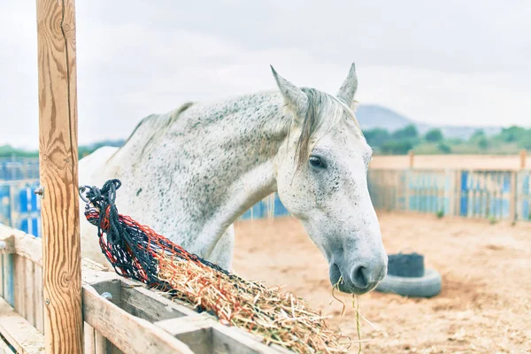 Liebenswertes Pferd Auf Dem Bauernhof — Stockfoto