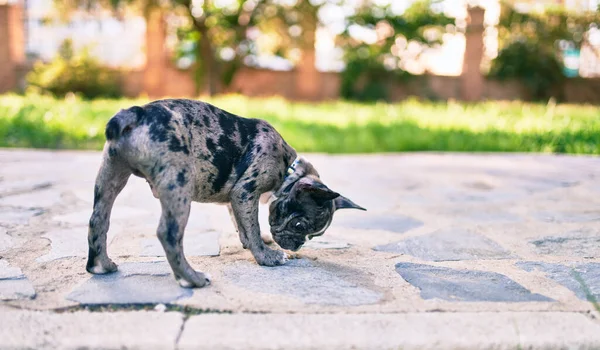 Hermoso Cachorro Manchado Bulldog Francés Feliz Parque Aire Libre —  Fotos de Stock