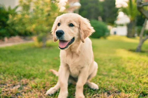 Mooie Schattige Golden Retriever Puppy Hond Die Plezier Heeft Het — Stockfoto