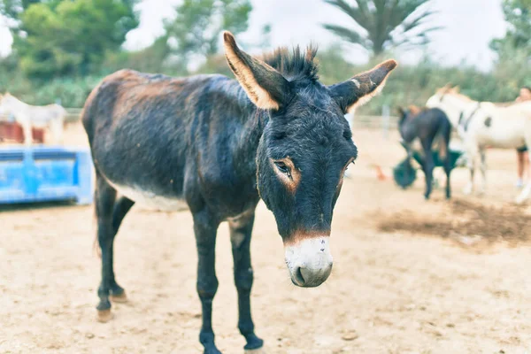 Adorável Burro Caminhando Fazenda — Fotografia de Stock