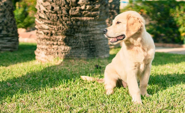 Beautiful Cute Golden Retriever Puppy Dog Having Fun Park Sitting — Stock Photo, Image