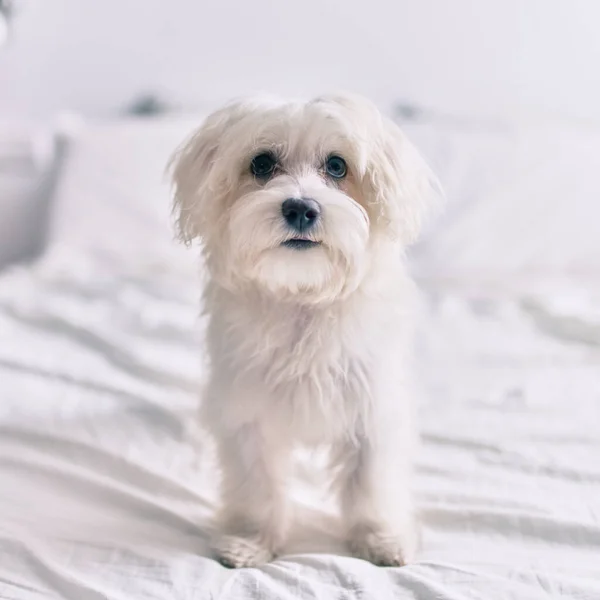 可爱的白狗在床上 — 图库照片